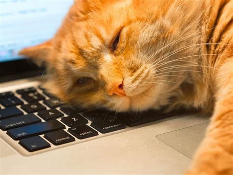 What Training is Required to Be a Graphic Designer and Why Do Cats Love to Sit on Keyboards?